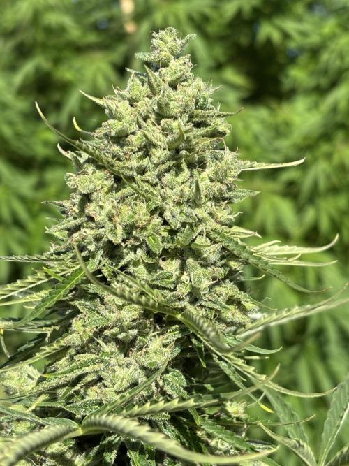 Grow Dry Trim Cure Smoke 2025. Week 30