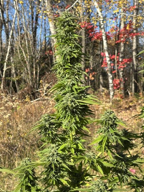 Grow Dry Trim Cure Smoke 2025. Week 30