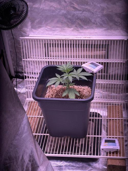 Winter 26. Week 3