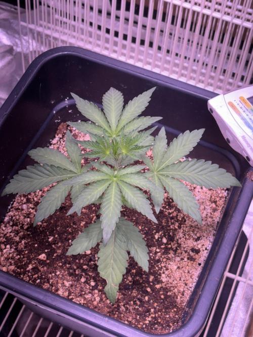 Winter 26. Week 3