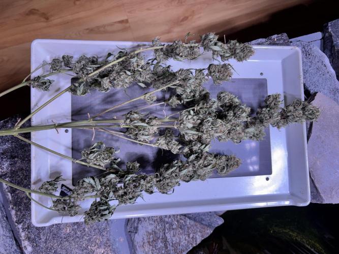 Winter 26. Week 12 - not so pretty untrimmed