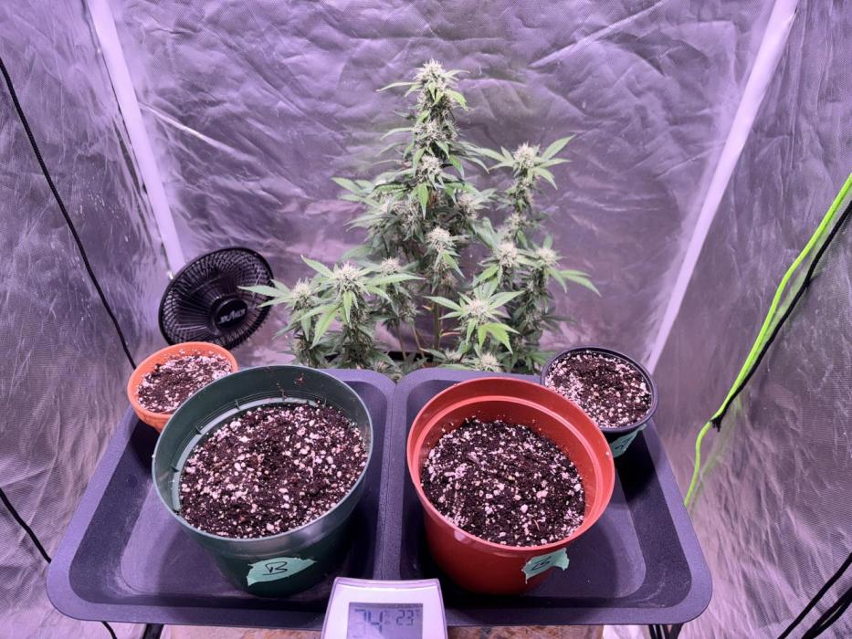 still Going Still growing 2026. Week 3