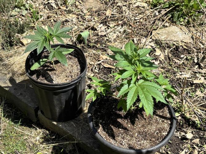 still Going Still growing 2026. Week 4 - Mulberry and Bubba Kush  for Gardens South
