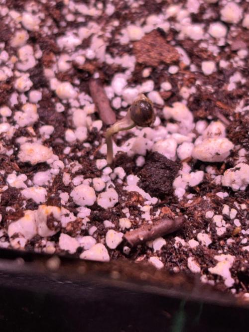still Going Still growing 2026. Week 4 - The last Ricky's Hash Plant seed has sprouted