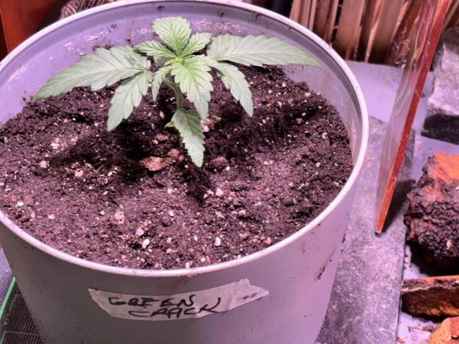 still Going Still growing 2026. Week 4 - Green Crack for Gardens South