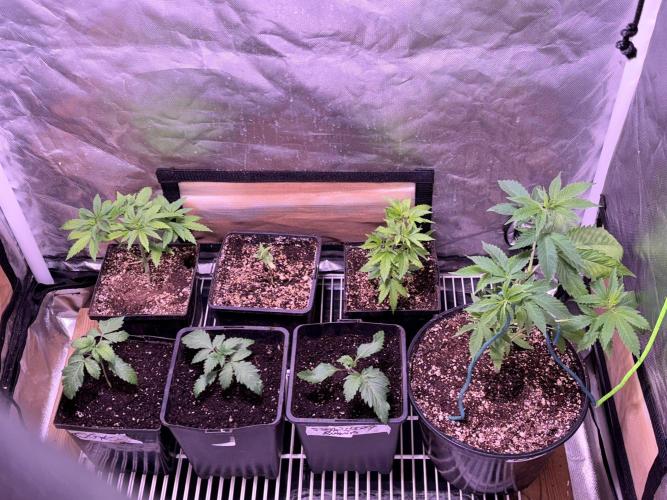 still Going Still growing 2026. Week 4 - (b) JH, BK, JH
(f) OGK, GSC, SB, BK
for Gardens North
