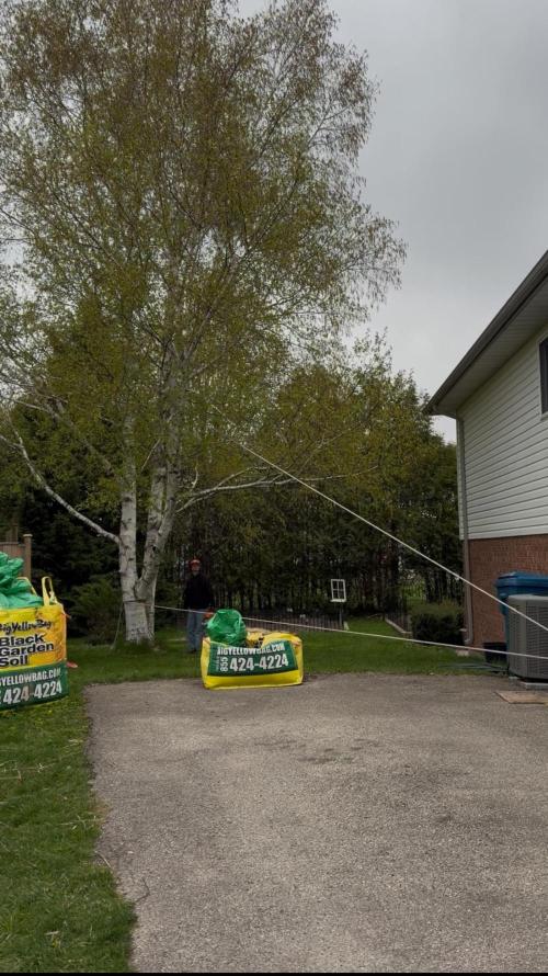 still Going Still growing 2026. Week 5 - Pruning the Birch to bring in more light
