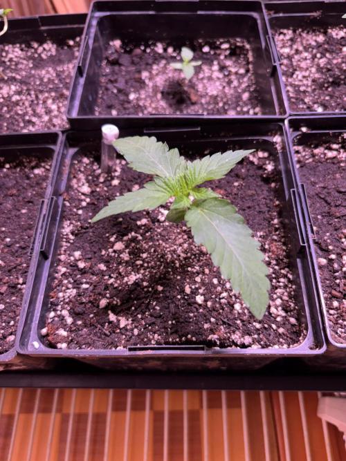 still Going Still growing 2026. Week 5 - Ricky's Hash Plant looking good