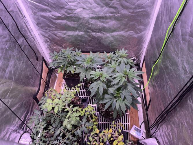 still Going Still growing 2026. Week 5 - South garden