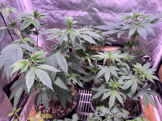 still Going Still growing 2026. Week 6