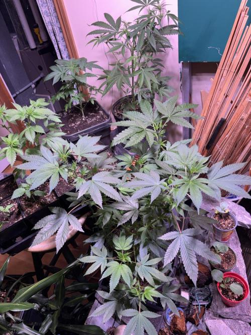 still Going Still growing 2026. Week 6 - OGKush, Bubba, Kush x2, Green Crack, Banaium and the rest