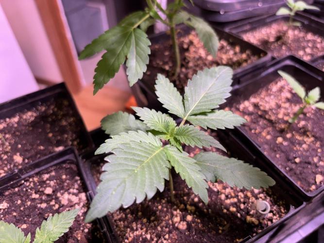 still Going Still growing 2026. Week 6 - Ricky's Hash Plant 