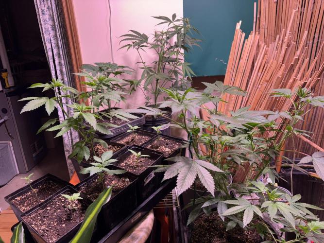 still Going Still growing 2026. Week 6 - Mulberry in the back is 2 weeks into flower, Main Cola LST