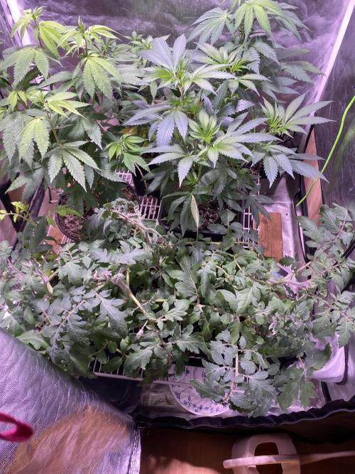 still Going Still growing 2026. Week 7