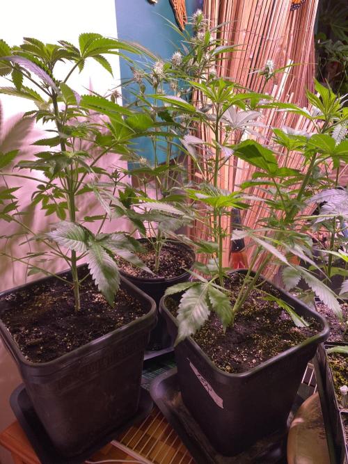 still Going Still growing 2026. Week 7