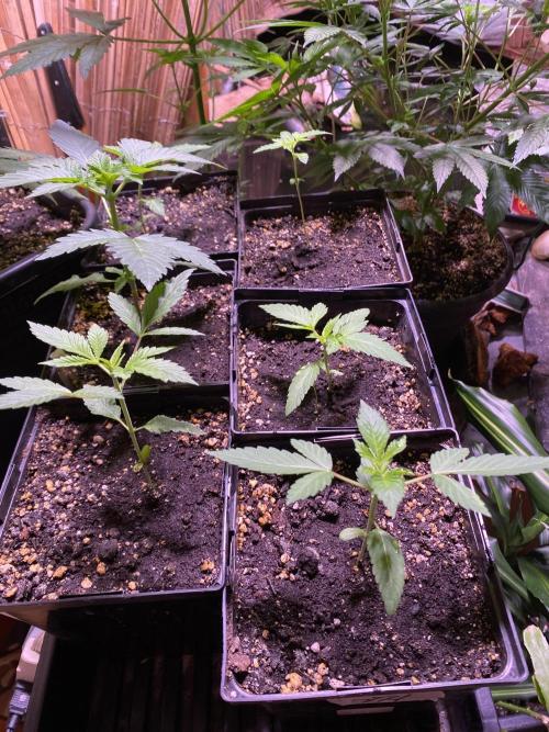 still Going Still growing 2026. Week 7
