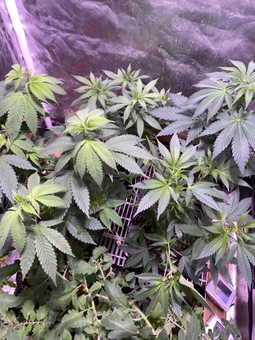 still Going Still growing 2026. Week 7