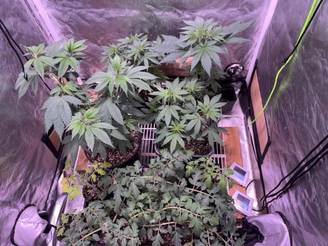 still Going Still growing 2026. Week 7