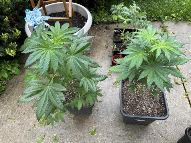 still Going Still growing 2026. Week 8