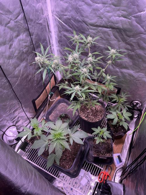 still Going Still growing 2026. Week 8