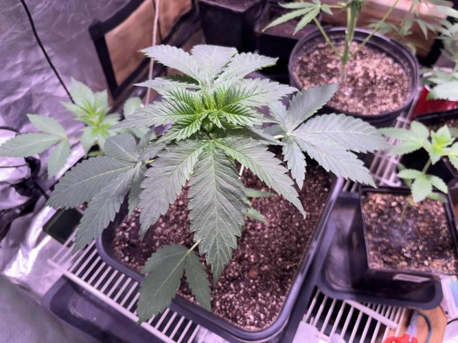 still Going Still growing 2026. Week 8 - Ricky's Hash Plant
