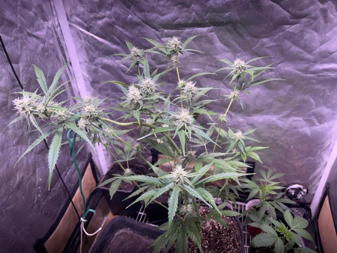 still Going Still growing 2026. Week 8 - Mulberry Auto w the top held down