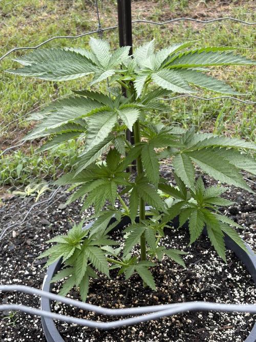 still Going Still growing 2026. Week 10 - Ricky's Hash Plant