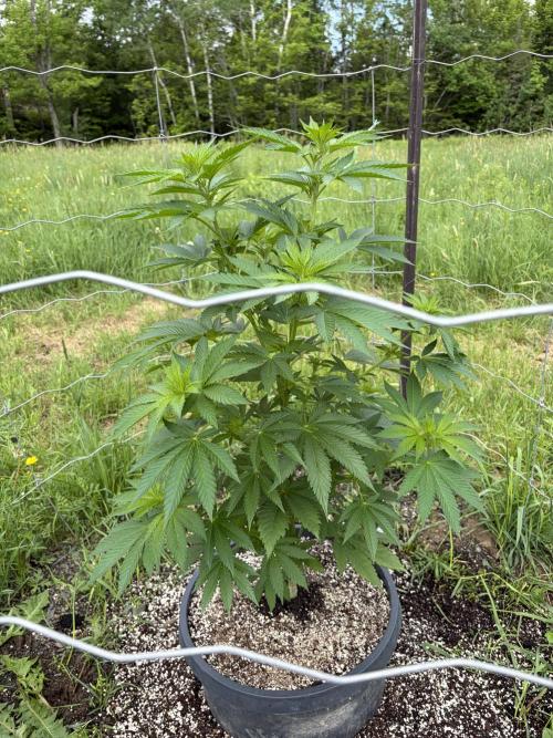 still Going Still growing 2026. Week 10 - Girl Scout Cookies