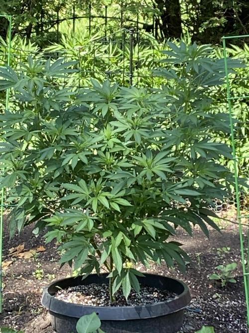 still Going Still growing 2026. Week 10 - Bubba Kush South garden