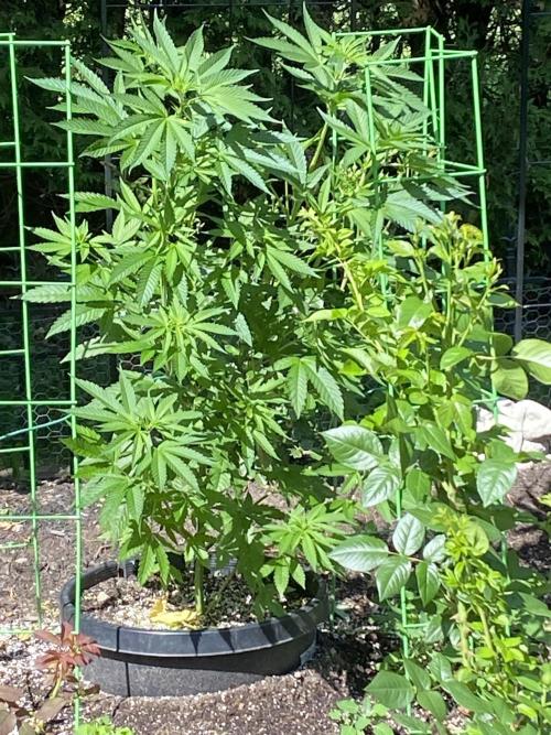 still Going Still growing 2026. Week 10 - Green Crack South garden