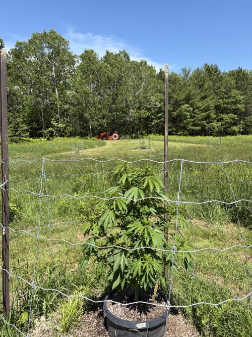 still Going Still growing 2026. Week 11 - Girl Scout Cookies