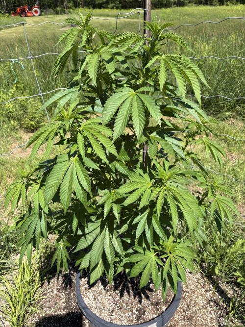 still Going Still growing 2026. Week 11 - Girl Scout Cookies