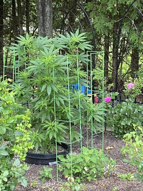 still Going Still growing 2026. Week 11 - Green Crack South garden