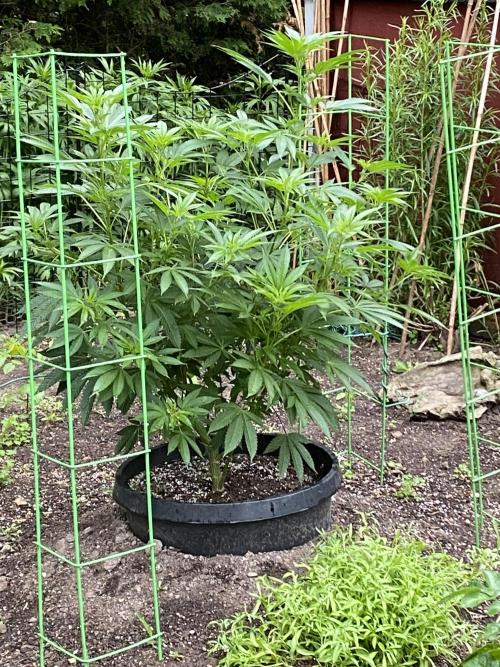 still Going Still growing 2026. Week 11 - Bubba Kush South garden