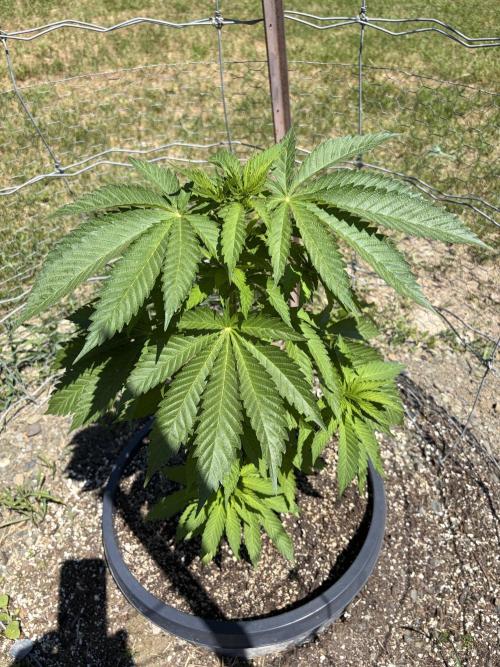 still Going Still growing 2026. Week 11 - Bananium