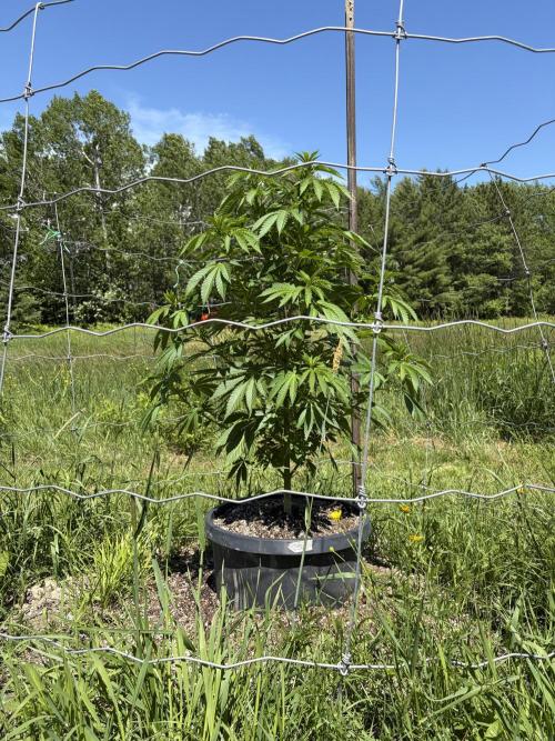 still Going Still growing 2026. Week 11 - Girl Scout Cookies