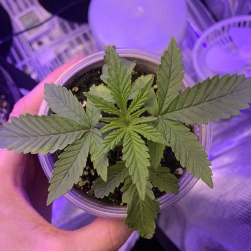 Exotic Genetix Greasy & Tropical Runtz. Week 1 - Tropical Runtz #3