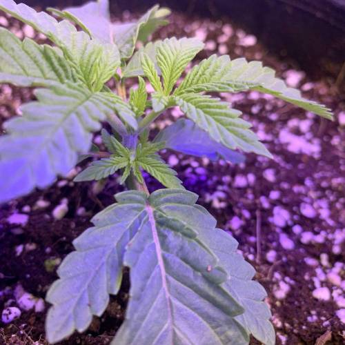 Exotic Genetix Greasy & Tropical Runtz. Week 1 - Greasy Runtz