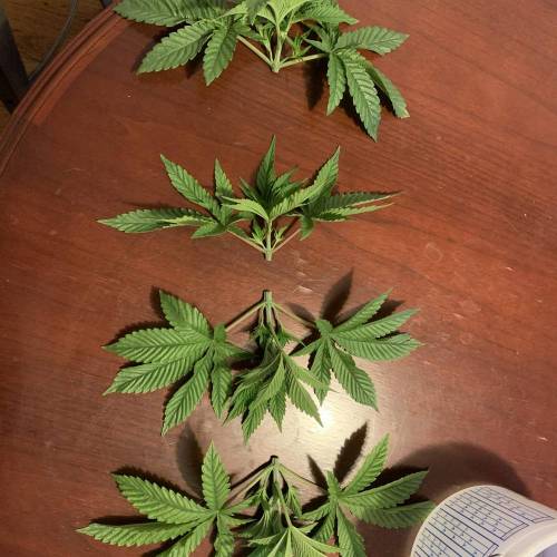 Exotic Genetix Greasy & Tropical Runtz. Week 2 - Tops of the bushes! Thick ladies