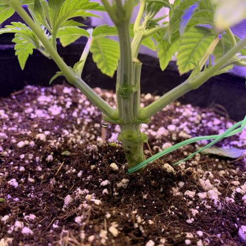 Exotic Genetix Greasy & Tropical Runtz. Week 2 - Went for a mainline aimed at ScrOG