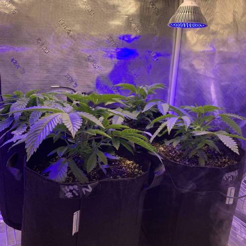 Exotic Genetix Greasy & Tropical Runtz. Week 2 - Pre-Topping 2/15