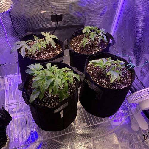 Exotic Genetix Greasy & Tropical Runtz. Week 2 - Post Topping/pruning 2/16