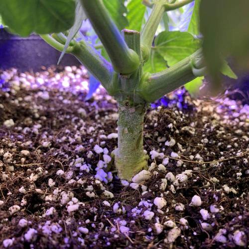 Exotic Genetix Greasy & Tropical Runtz. Week 3 - Greasy Runtz base