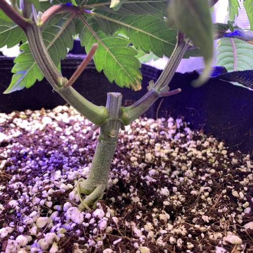 Exotic Genetix Greasy & Tropical Runtz. Week 3 - TR #3 base, the sickliest of the bunch