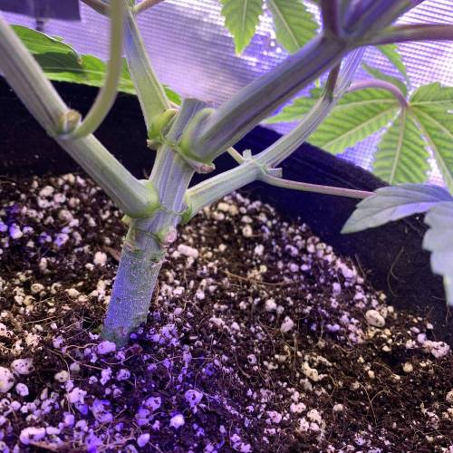 Exotic Genetix Greasy & Tropical Runtz. Week 3 - TR #1 base