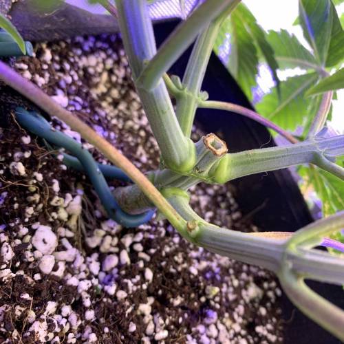 Exotic Genetix Greasy & Tropical Runtz. Week 3 - TR #2 base, using LST to try and straighten this lady out