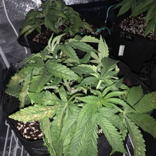 Exotic Genetix Greasy & Tropical Runtz. Week 3 - Greasy Runtz following topping (2/18)