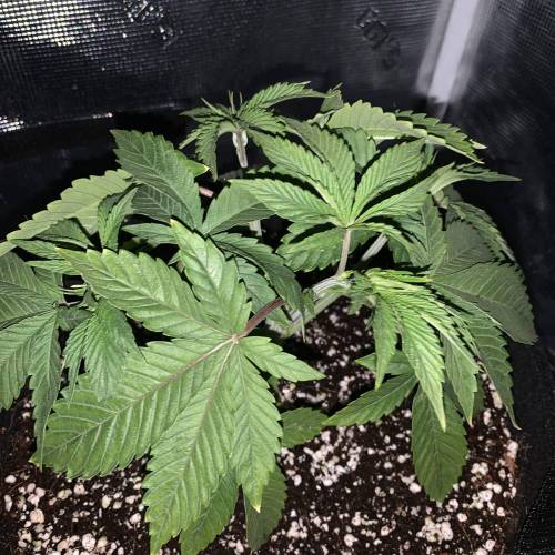 Exotic Genetix Greasy & Tropical Runtz. Week 3 - Tropical Runtz #1 following topping, this has been by far my most resilient and faster growing plant.. and it was a freebie :-)