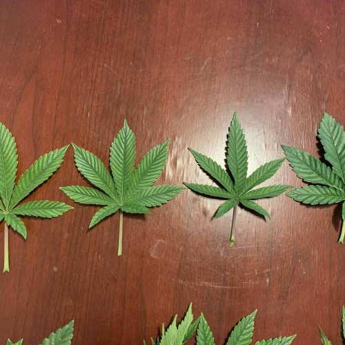 Exotic Genetix Greasy & Tropical Runtz. Week 2 - From left to right, Tropical Runtz 1, 2, 3 