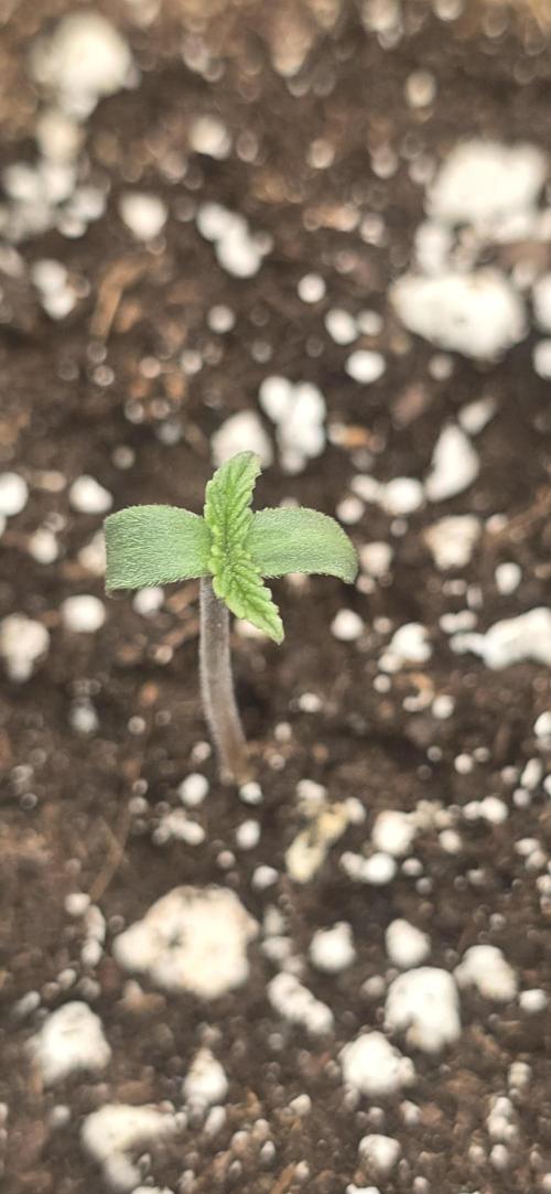 Fastbuds autoflower run. Week 0